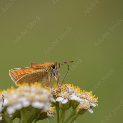 Skipper butterfly on a flower