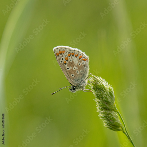 Brown Argus butterfly underwing