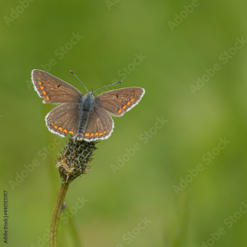 Brown Argus butterfly