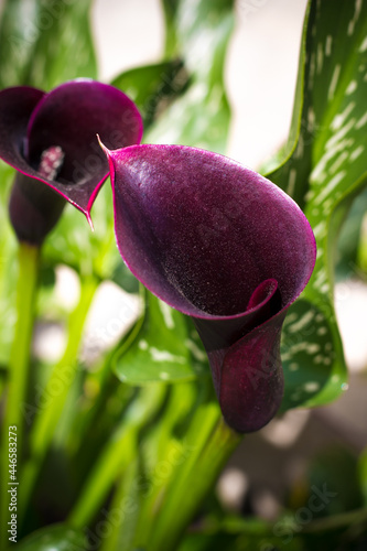 Canvas Print Dark purple calla flower, zantedeschia in the garden