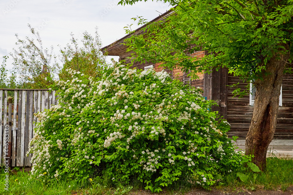 Antique wooden village with old house in Russia in summer day Antique wooden village with old house in Russia in summer day