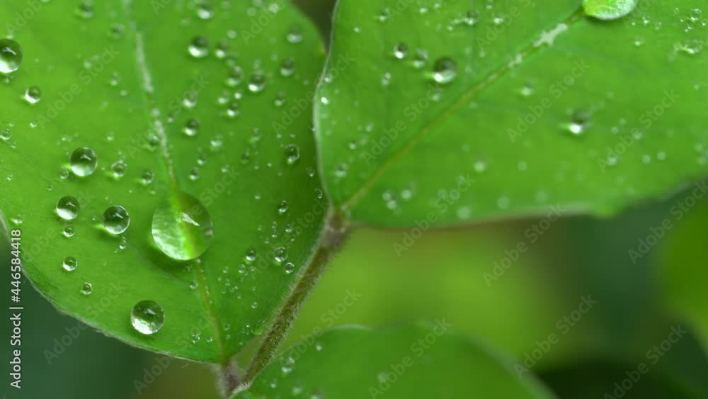 Droplet on the leaf in the rainy day Droplet on the leaf in the rainy day