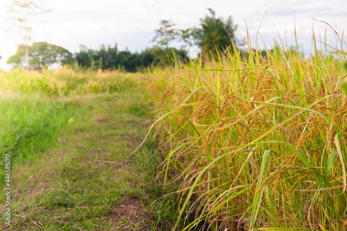 beutiful rice  field