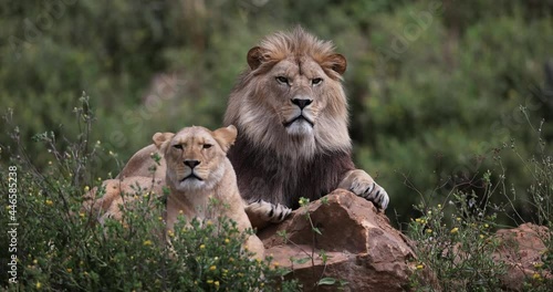 A lion rests in the savannah