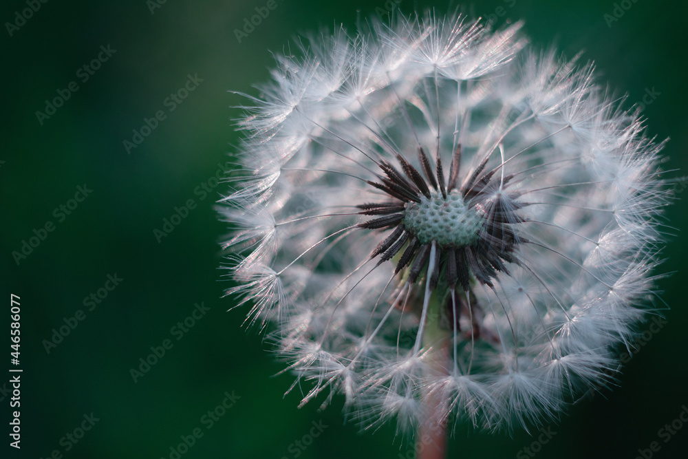 Fototapeta premium Dandelion, dandelion close-up, flowering dandelion