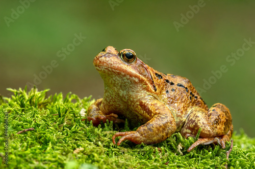 Common frog (Rana temporaria), also known as the European common frog on a moss in the mountains. Photographed up close © Kalina
