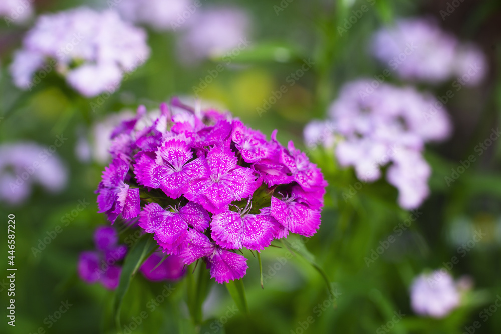 The Turkish carnation blossoming on a bed a close up. Copy space. Dianthus barbatus. Caryophyllaceae Family. The Turkish carnation blossoming on a bed a close up. Copy space. Dianthus barbatus. Caryophyllaceae Family.