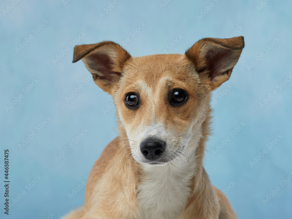 puppy with big beautiful eyes. dog on blue canvas background, mix breed