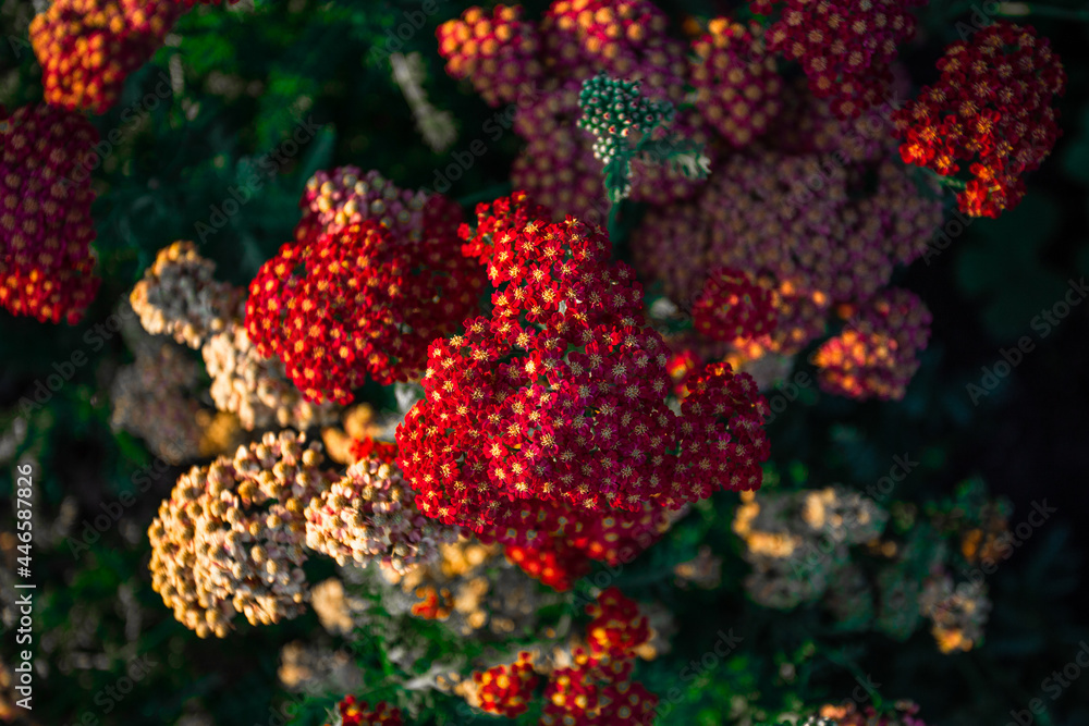 Fototapeta premium red street flowers photographed from above