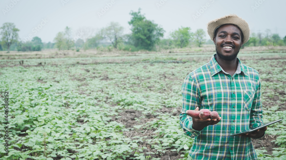 Fototapeta premium African farmer using tablet for research sweet potato in organic farm.Agriculture or cultivation concep