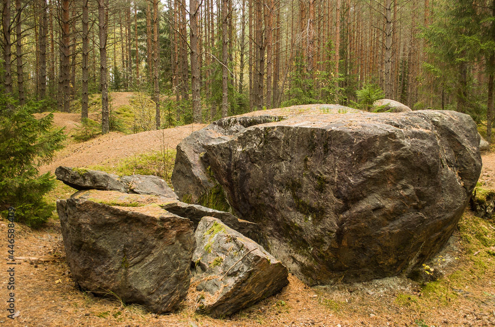 Zaku stone in forest, near Tuja village, Latvia. Zaku stone in forest, near Tuja village, Latvia.