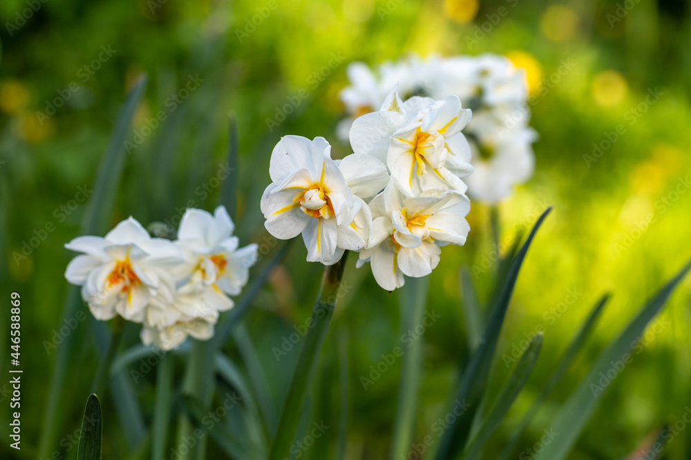 White narcissus (Narcissus poeticus) in garden White narcissus (Narcissus poeticus) in garden