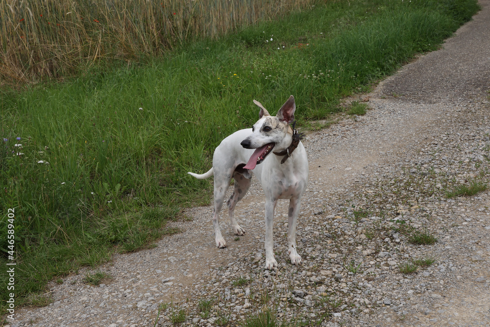 Picture of a dog on a walk