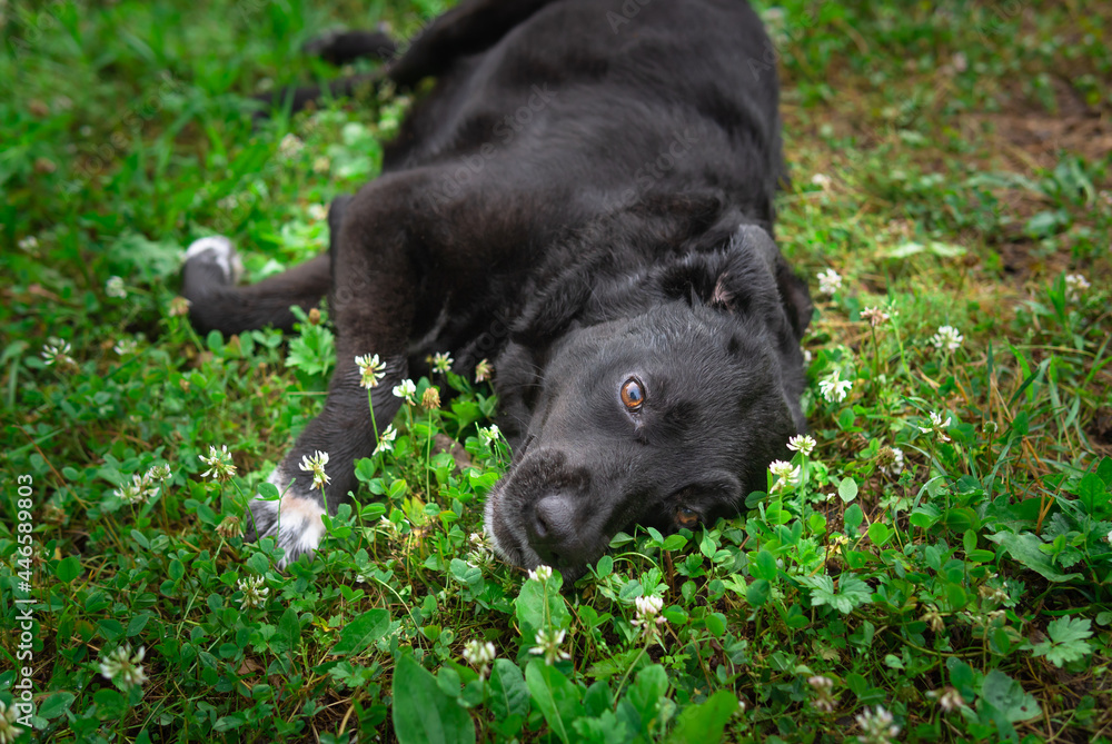 Portrait of a black dog on the grass. Mongrel labrador dog