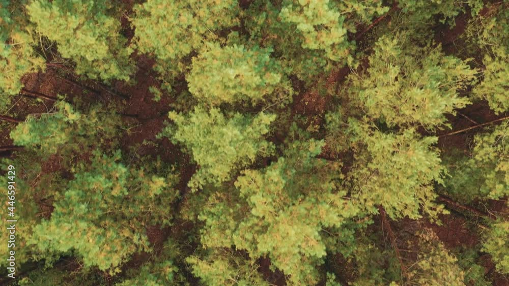Aerial View Of Green Forest Landscape. Top View In Summer Evening. Natural Backdrop Background Of Coniferous Forest. Drone View. Bird's Eye View Aerial View Of Green Forest Landscape. Top View In Summer Evening. Natural Backdrop Background Of Coniferous Forest. Drone View. Bird's Eye View