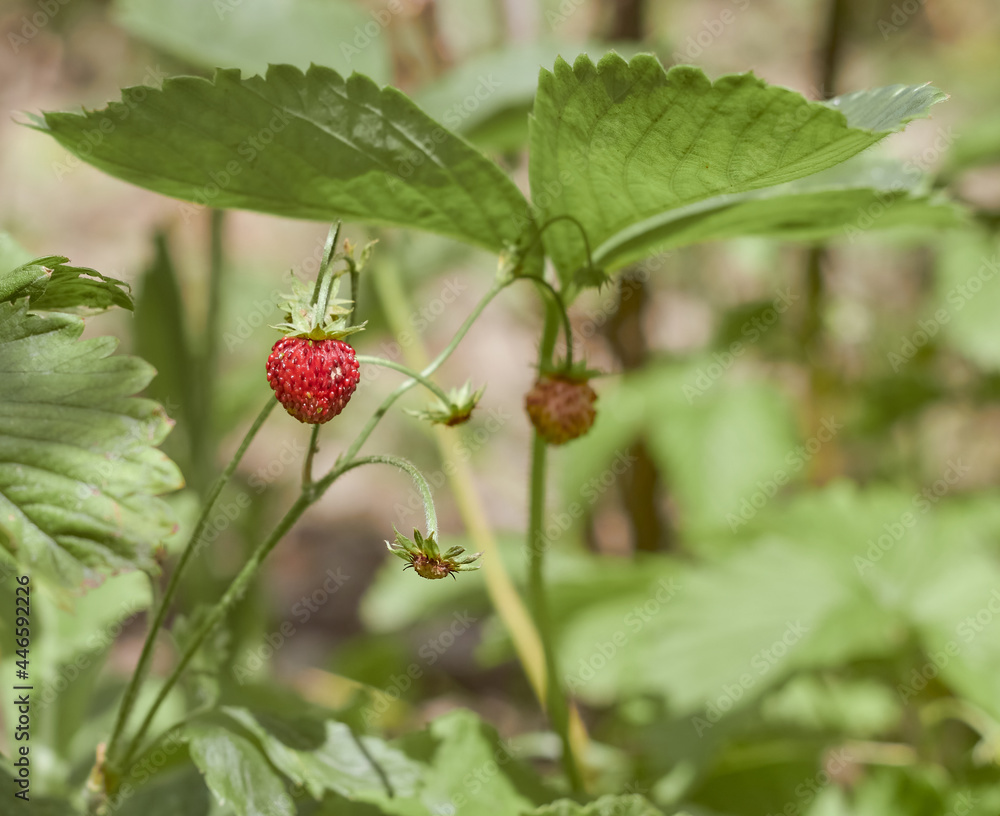 Did not ripen berries. Strawberries. Did not ripen berries. Strawberries.