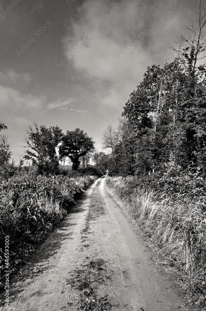 Beautiful landscape with sky, tres, and path. Black and white photography panorama. Autsria nature.