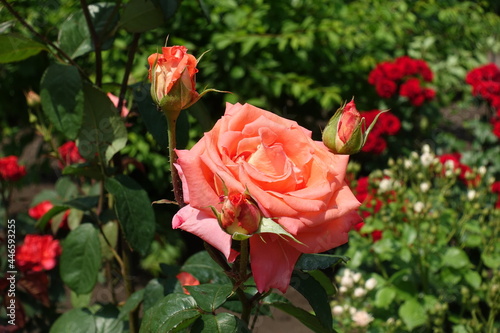 Three buds and flower of salmon pink rose in June