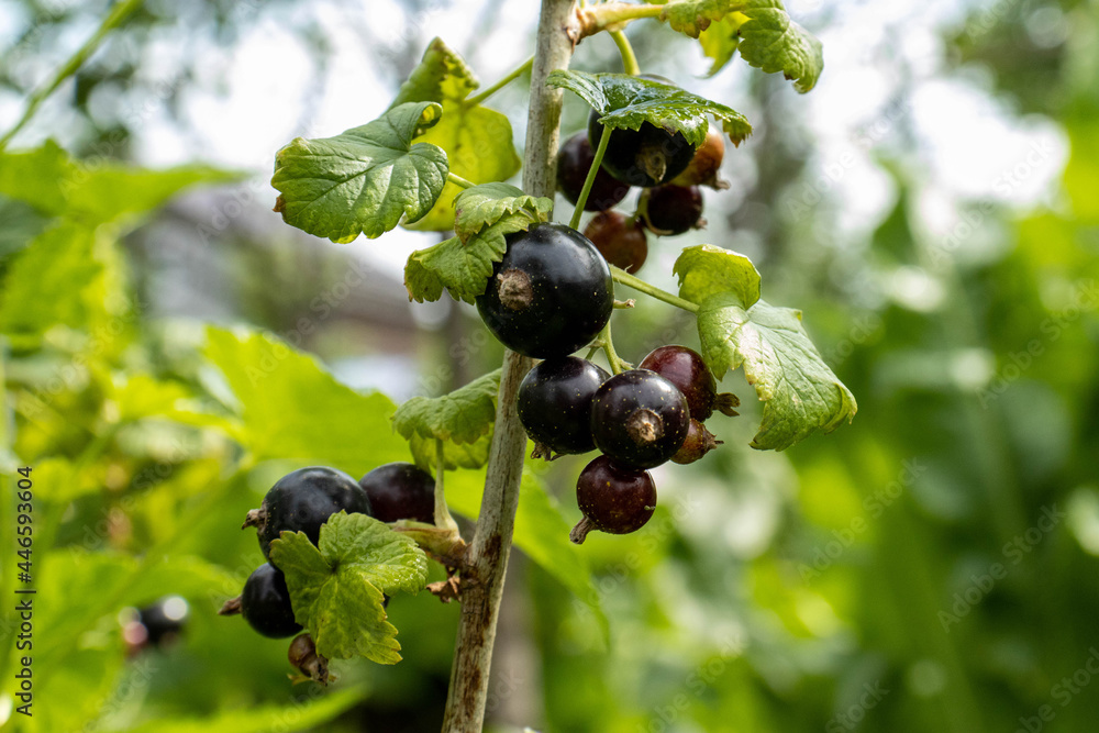 black currant on a bush black currant on a bush