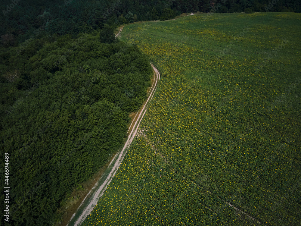 Drone aerial view of A sunny field of sunflowers in glowing yellow light. A bright yellow and fully bloomed sunflower, oil natural , agriculture