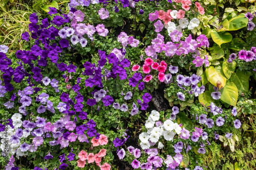 Natural living wall growing tropical plants and an abundance of morning glory also known as field bindweed or convolvulus arvensis, bright colorful climbing flowers attracting pollinators and insects