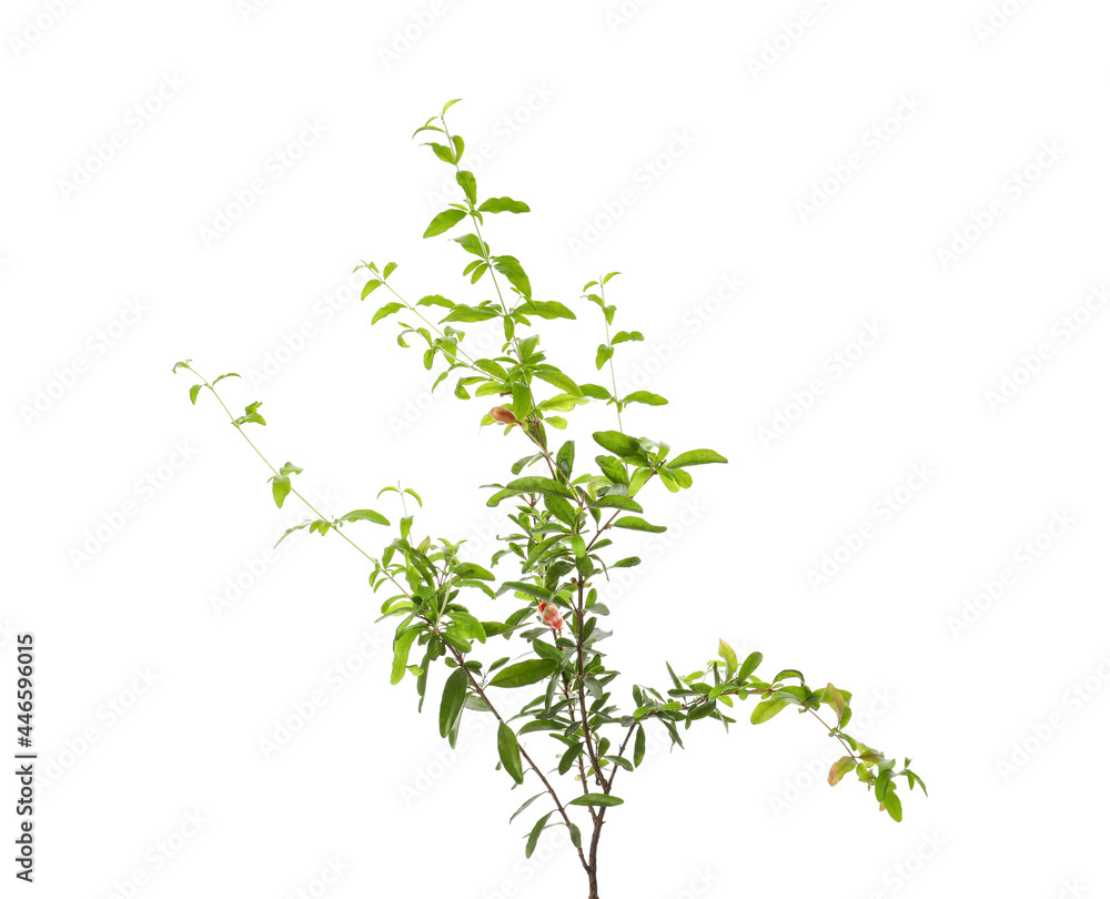 Pomegranate plant with green leaves on white background Pomegranate plant with green leaves on white background