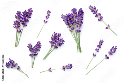Photo Set Of Lavender Isolated Over White Background