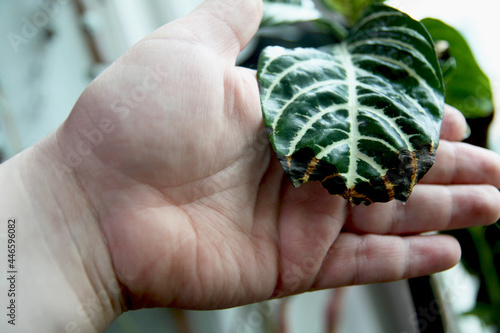 afelandra dry plant leaf in hand