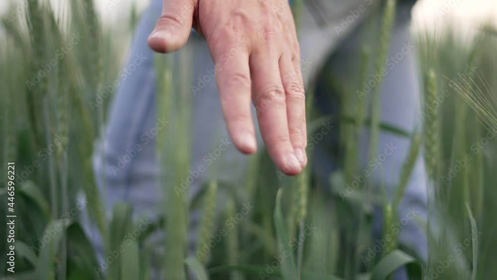 Agriculture. Hand of farmer worker touches green ears of wheat. Growing organic food in countryside. Agriculture concept Farmer hand on wheat germ. Farmer worker on green wheat field checks harvest Agriculture. Hand of farmer worker touches green ears of wheat. Growing organic food in countryside. Agriculture concept Farmer hand on wheat germ. Farmer worker on green wheat field checks harvest