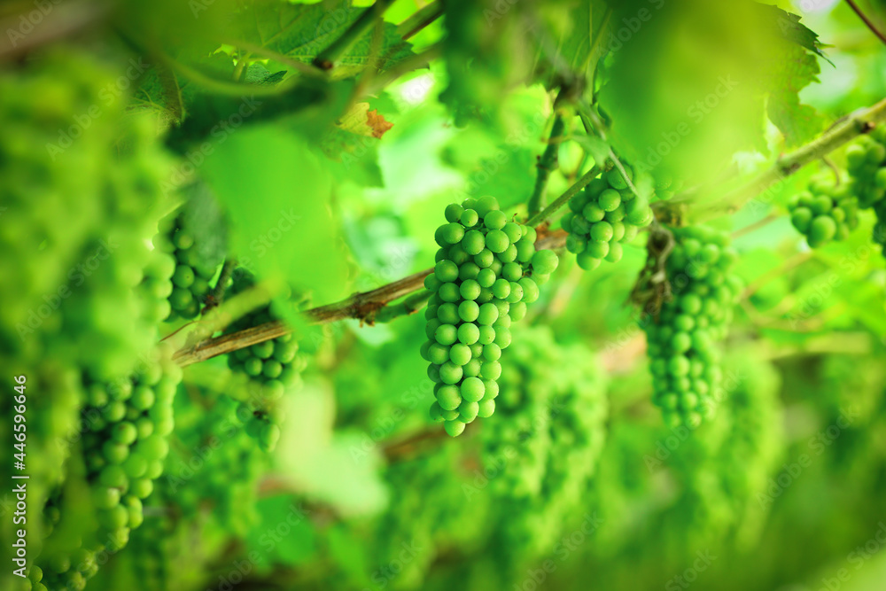 Young green grapes closeup. Green, unripe, young wine grapes in vineyard, early summer, close-up, grapes growing on vines in vineyard, Italy Trentino. 