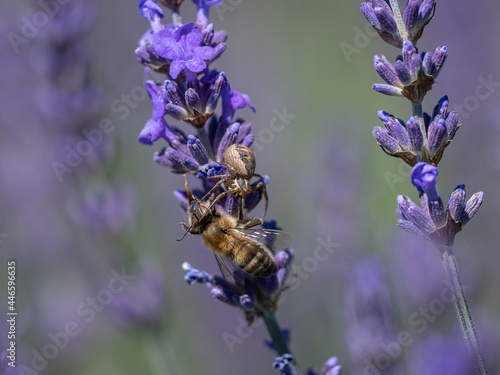 Wandering Crab Spider Predating a Honey Bee on Lavender