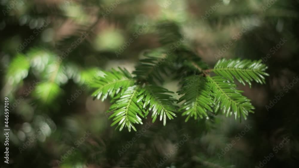 Closeup nature view of green spruce needles on spring twigs Closeup nature view of green spruce needles on spring twigs
