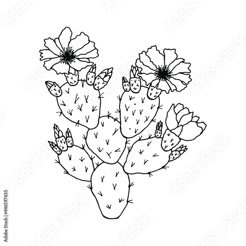 Opuntia cactus. Vector stock illustration eps10. Hand drawing  isolate on a white background  outline. 