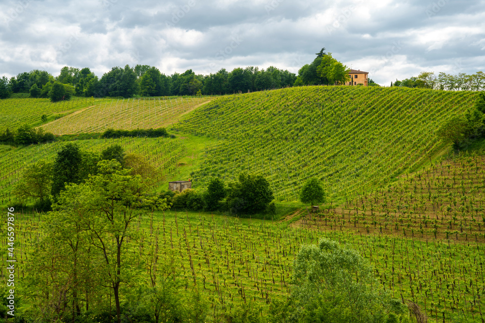 Vineyards in Oltrepo Pavese, italy, at springtime