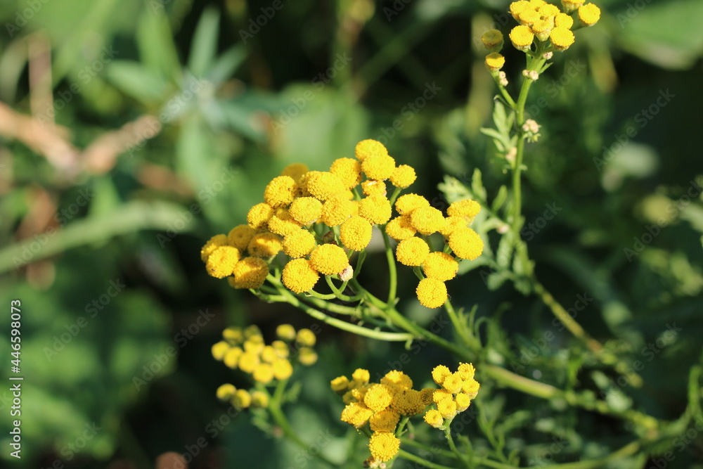 Tansy medicinal herb alternative organic Tansy medicinal herb alternative organic