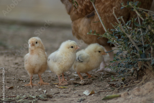 Chicks with the mother released in a country house © Adrián