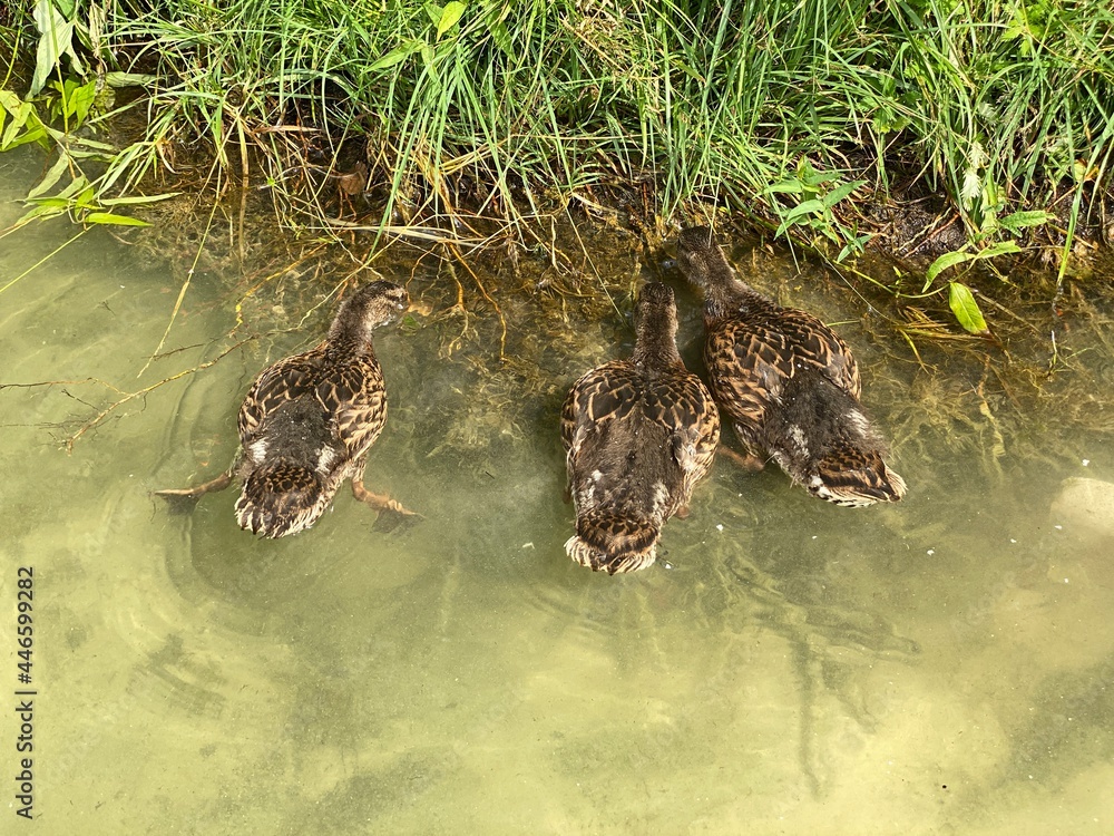 young wild ducks floating in the lake looking for food young wild ducks floating in the lake looking for food