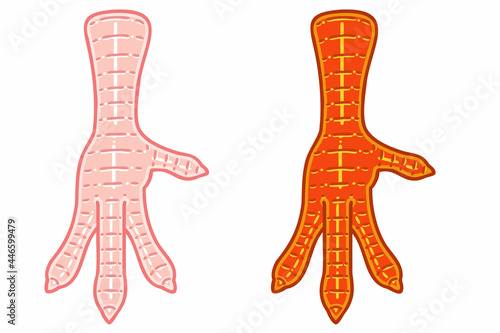 Chicken feet. Chicken feet are known as dakbal in korea, and grilled or stir-fried with hot chili sauce. Vector illustrations set. photo