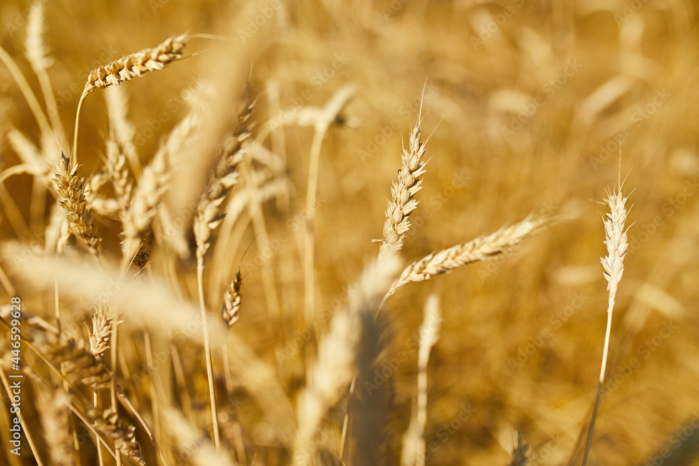 Obraz premium Close up wheat harvest, wheat field background in the sun day, summer