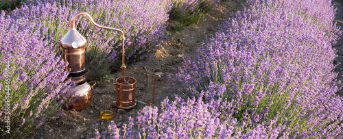 Distillation of lavender essential oil and hydrolate. Copper alambik for the flowering field. photo