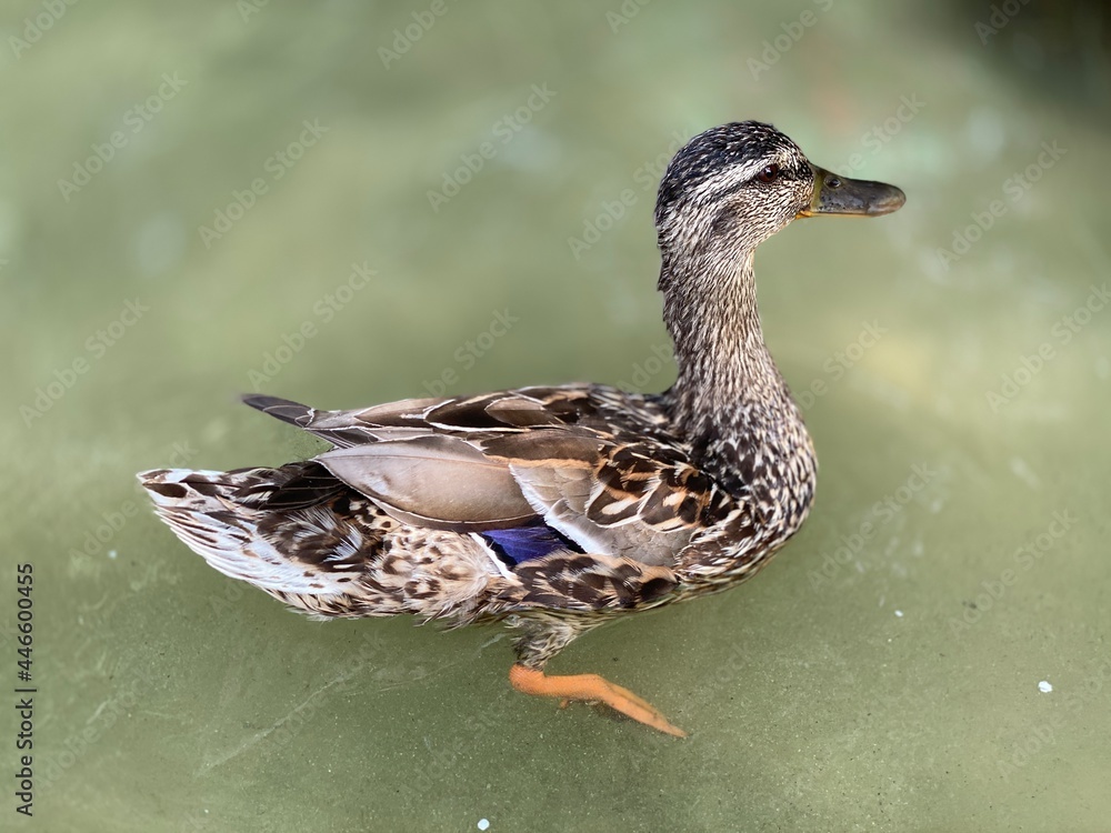 Obraz premium wild duck posing for a photo