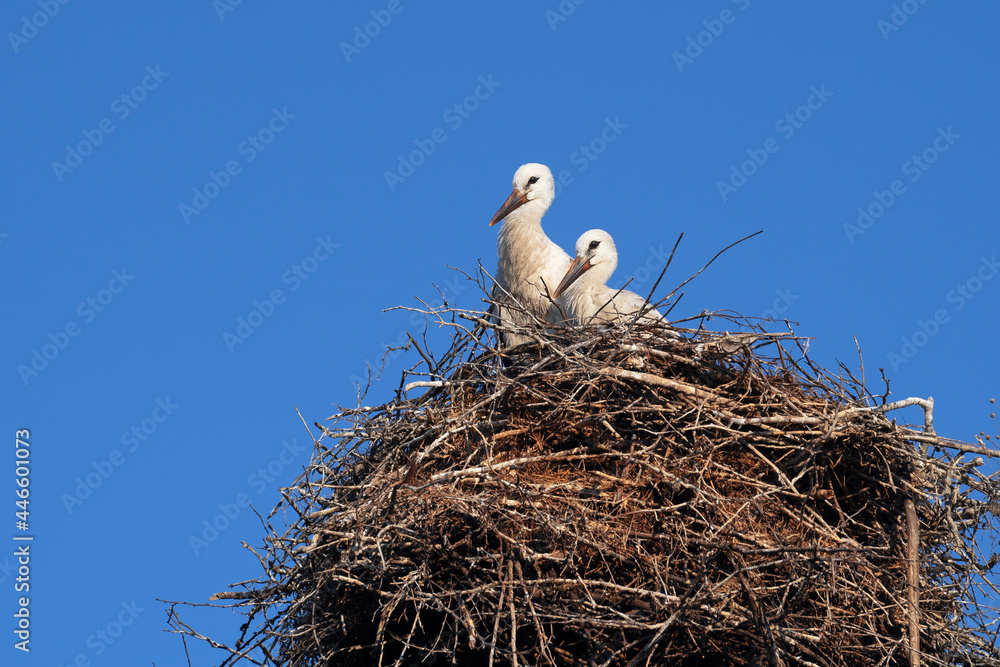 Fototapeta premium Two chicks of a stork on a nest against a blue sky. Place for text.