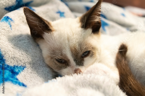 Mirada de gato acostado en su cama