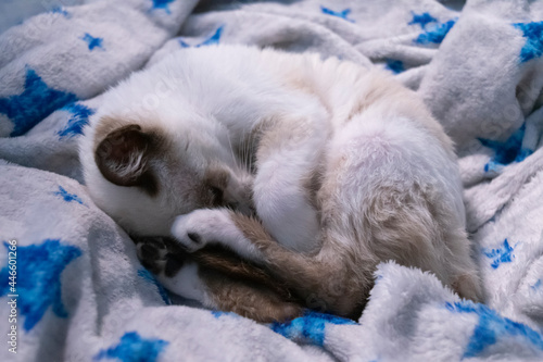 Gatos durmiendo en su cama
