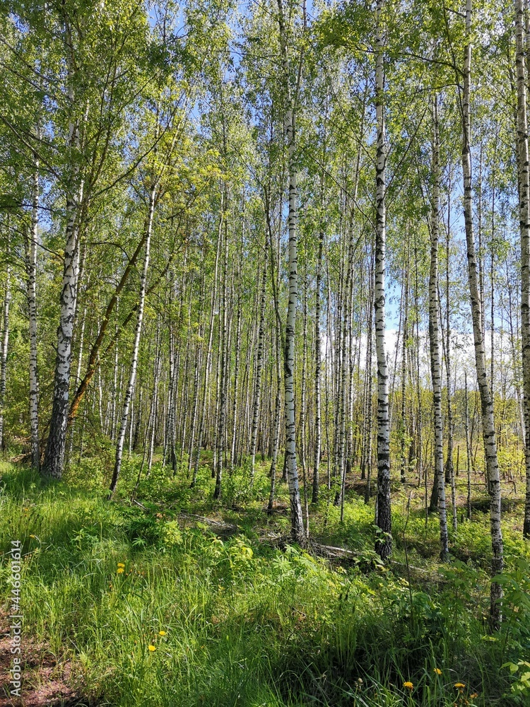 pine forest in the morning pine forest in the morning