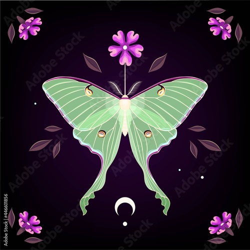 Vector illustration of moon moth and purple flower