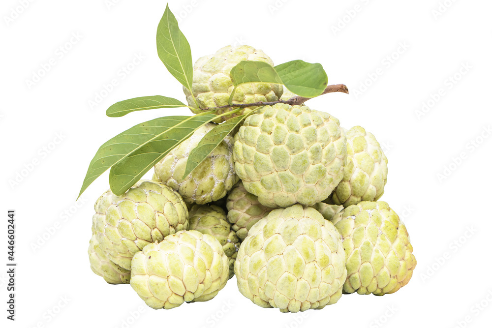 Fototapeta premium Fresh plump pile Sugar apple (custard apple, Annona, sweetsop) with branches and green leaf popular Thailand. exotic tropical Thai annona, cherimoya fruit, healthy food. isolated on white background.