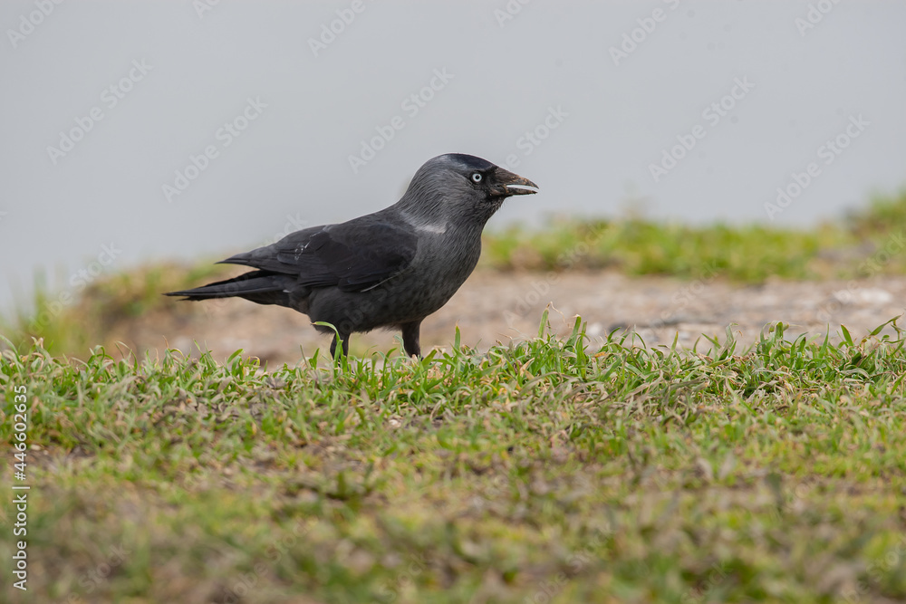 Western Jackdaw, (Coloeus monedula) on the grass. Western Jackdaw, (Coloeus monedula) on the grass.