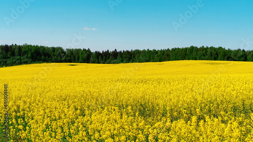 Field of yellow rapeseed flowers on a background of forest and blue sky with copy space. Color range with blue and yellow colors. Atmospheric background in a rustic style. Canola vegetable oil.