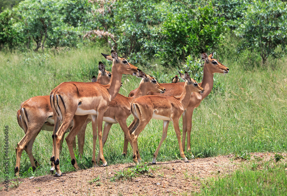 Herd of female impala Herd of female impala